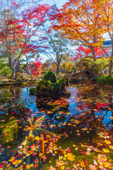 Fantastic autumn leaves in Japan.