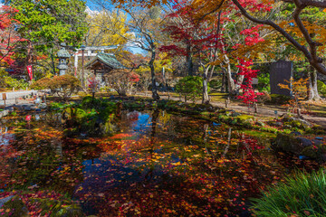 Fototapeta na wymiar Fantastic autumn leaves in Japan.