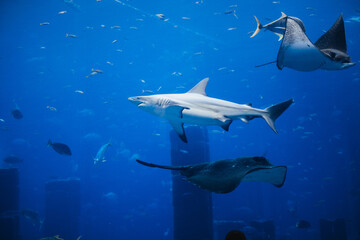 Obraz premium Underwater landscape with wildlife and shar, stingrays.Fish swimming in aquarium