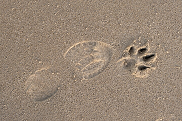 dog human footstep footprint pet sand animal together top view