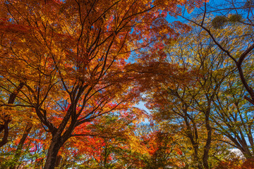 Fantastic autumn leaves in Japan.