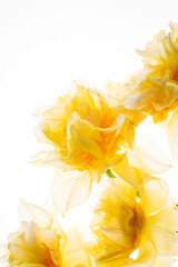 Fototapeta premium Daffodils in the glass vase