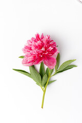 peony on  the white background