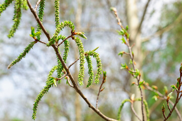 A branch of flowers with green earrings in the spring.