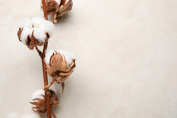 Branch of cotton flowers on light background, closeup