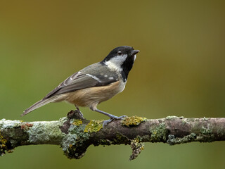 Adult Coal tit (Periparus ater) single bird perched on branch against diffused green background
