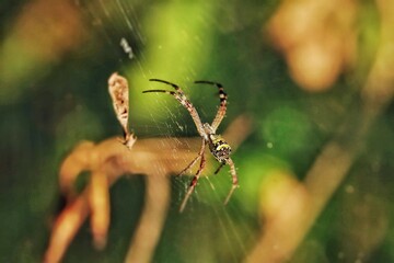 spider and web