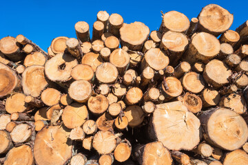 Felled trees in a stack
