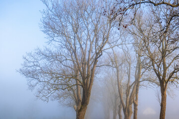 Fototapeta na wymiar Leafless trees at in fog against the sky