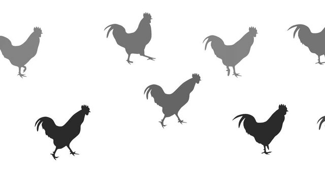 Walking roosters, animation on the white background