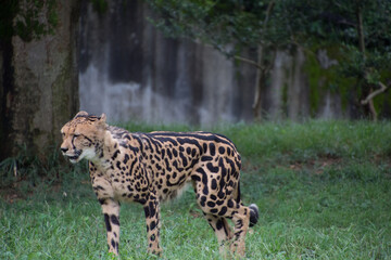 チーター