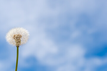 White dandelion on a background of blue sky (copy space).