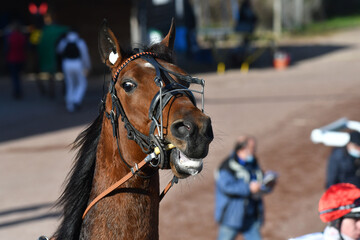 tête de cheval de course © compagnie-17