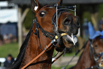 tête de cheval de course © compagnie-17