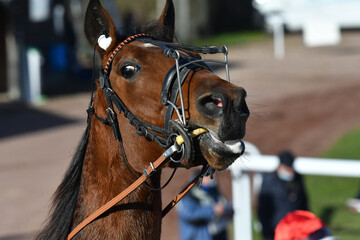 tête de cheval de course © compagnie-17