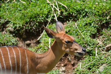 Fototapeta premium Tragelaphus spekii, The sitatunga or marshbuck is a swamp dwelling antelope and placed under the genus Tragelaphus, in the family Bovidae