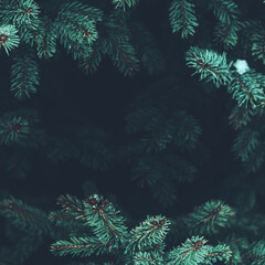 Beautiful Christmas Background with green pine tree brunch close up. Copy space, trendy moody dark toned design for seasonal quotes. Vintage December wallpaper. Natural winter holiday forest backdrop - obrazy, fototapety, plakaty