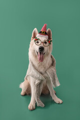Cute white dog wearing glasses and Santa hat on color background
