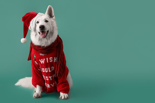 Cute white dog in Santa hat and sweater on color background