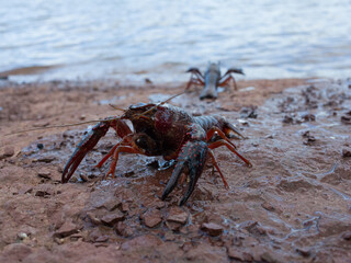American crayfish