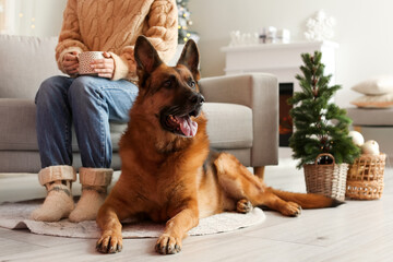 Woman with cute German Shepherd dog at home on Christmas eve
