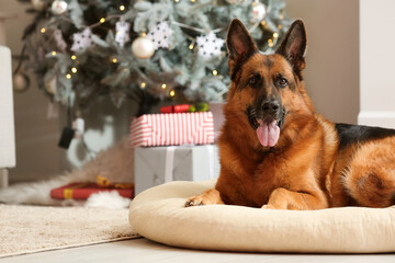 Cute German Shepherd dog at home on Christmas eve