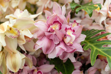 Close up of  beauty colorful orchid flower