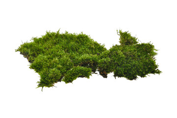 Green moss isolated on white background