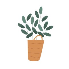 Obraz premium Foliage houseplant growing in wicker basket. Home plant with leaf in modern pot. Green leaves in flowerpot for trendy interior decoration. Flat vector illustration isolated on white background