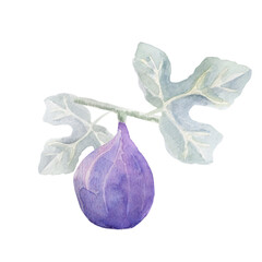 Naklejka premium Figs on a branch. Tropical fruit. Watercolor illustration.