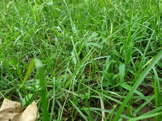 grass nature background