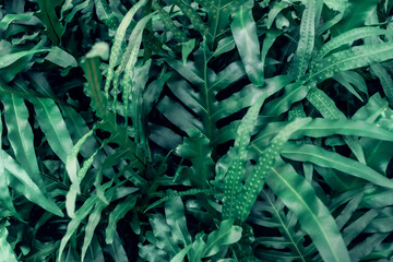 Beautiful nature background of vertical garden with tropical green leaf	