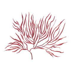 Brown algae. Paint and brush texture isolated on white background.