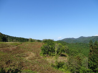 Naklejka premium 造林地