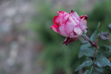 DelDelicate pastel roses close-up on a blurry garden background. Fragrant bush of pink roses. Natural floral background. Birthday card, wedding, Valentine's Day, Mother's Day. Soft focus, diffused lig