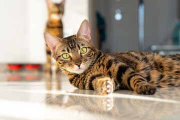 Bengal cat is lying on floor. Cat with amazing eyes