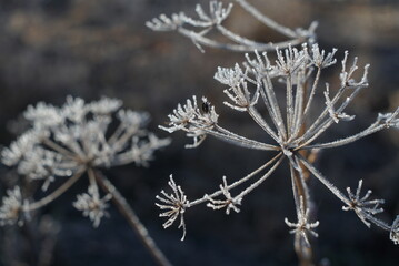 the first frost on dry plants 
