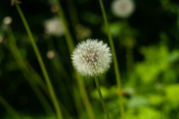 White dendalion among green grass in summer. Summer time. Plant in park and garden. A weed in park. Walking out of home. Nature.