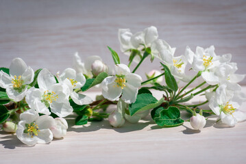 Branch of flowers and green leaves on a white table.