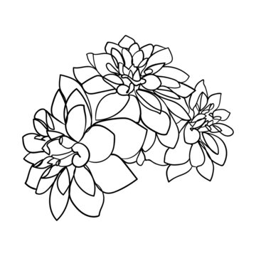 Drawn outline dahlia flowers isolated on a white background. Abstract minimal plants. - vector illustration.