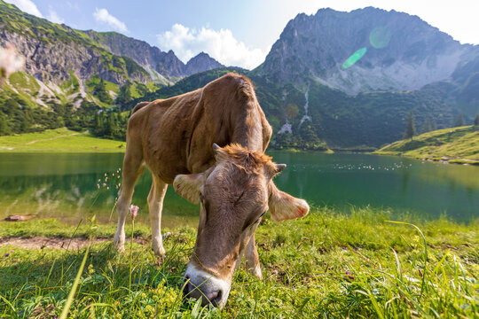 Kuh - Rappensee - Allg&auml;u - Alpen - Berge - Oberallg&auml;u