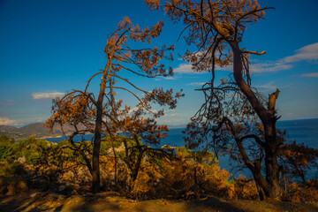 TURUNCH, MARMARIS, TURKEY: Trees after a fire in 2021 on the coast in Turunch.