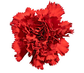 A Blossoming Bud of a Red Carnation, Hybrid. Cut On White Background