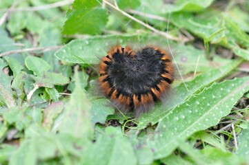 fox moth caterpillar on grass