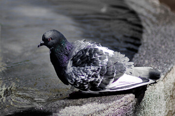 pigeon in the city