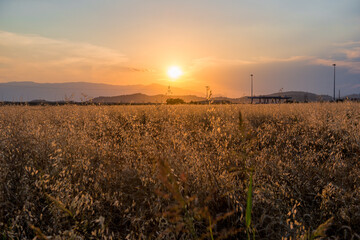 Fototapeta na wymiar Beautiful sunrise field in morning