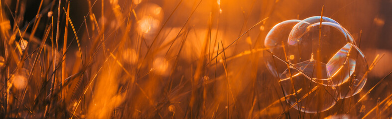 soap bubbles in the grass on a sunset background, banner with congratulations