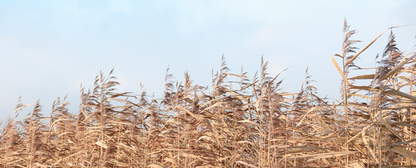 Pampas grass on wind. Dry beige reed. Soft focus. Beautiful autumn Pampas grass flower swaying. Abstract natural video. Pampas grass on wind. Dry beige reed. Pastel neutral colors. Earth tones