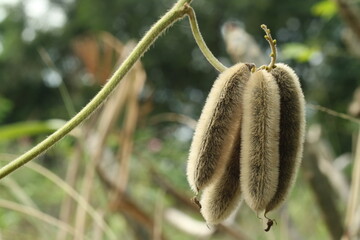 Mucuna pruriens DC. The most dangerous plant that causes itching in Thailand.