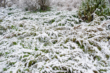 Arbustos cubiertos de nieve durante una nevada de invierno